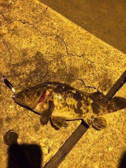 二匹連続で尺サイズのタケノコメバル出ました！