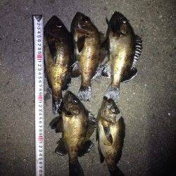 神明エリアにてプラグで良型チヌ&メバル