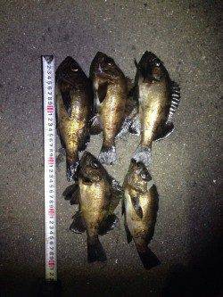 神明エリアにてプラグで良型チヌ&メバル