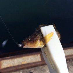 岸和田でバチ抜けシーバス、明るいうちは湾内でアイナメ♪