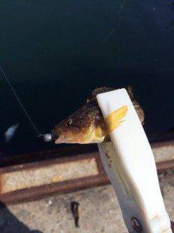 岸和田でバチ抜けシーバス、明るいうちは湾内でアイナメ♪