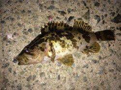 的形でのメバリング　ディープレンジでアタリありました