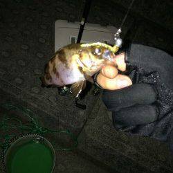 シャローのボトムでガシラ・メバル〜神戸空港のメバリング