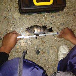 的形にてメバルのウキ釣り〜青虫の方が石ゴカイよりサイズ良