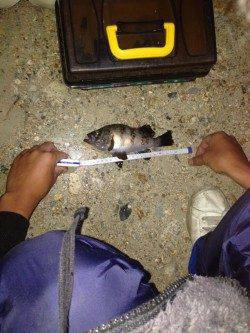 的形にてメバルのウキ釣り〜青虫の方が石ゴカイよりサイズ良