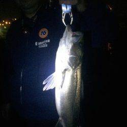 石津川河口にてアタリ連発、シーバス6本キャッチ