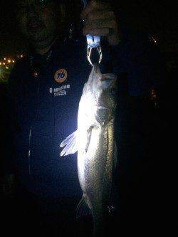 石津川河口にてアタリ連発、シーバス6本キャッチ