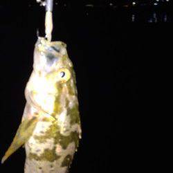 神戸港周辺メバリング、タケノコメバルの釣果