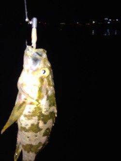 神戸港周辺メバリング、タケノコメバルの釣果