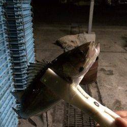 岸和田でバチ抜けシーバス最大50センチまでを5匹キャッチ