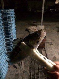 岸和田でバチ抜けシーバス最大50センチまでを5匹キャッチ