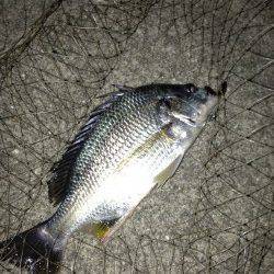 大阪南港バチ抜けシーバスにトライ、その後浜寺水路でもキビレ!