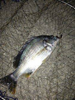 大阪南港バチ抜けシーバスにトライ、その後浜寺水路でもキビレ!