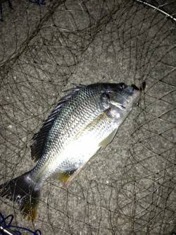 大阪南港バチ抜けシーバスにトライ、その後浜…