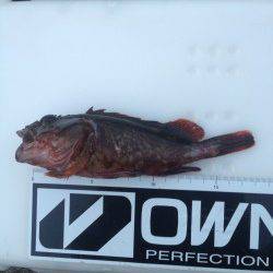 有田の逢井までガシラを狙いに行ってきました