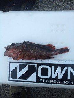 有田の逢井までガシラを狙いに行ってきました