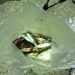 海南エリアでアジング〜ランガンしまくりパラパラ釣れました