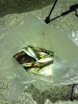 海南エリアでアジング〜ランガンしまくりパラパラ釣れました