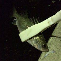 岸和田シーバス〜アタリ少なくなりバチ抜けも終盤か・・・