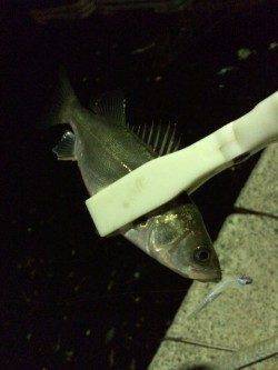 岸和田シーバス〜アタリ少なくなりバチ抜けも終盤か・・・