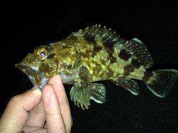 摩耶大橋下で夜釣行〜2時間で12匹のカサゴ