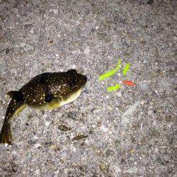 大蔵海岸メバリング〜諦めかけた時に小型のメバルがヒット