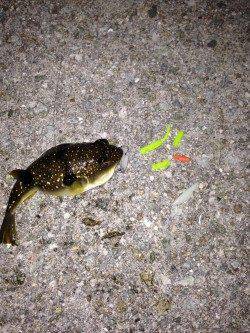 大蔵海岸メバリング〜諦めかけた時に小型のメバルがヒット