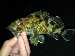 摩耶大橋下で夜釣行〜2時間で12匹のカサゴ…