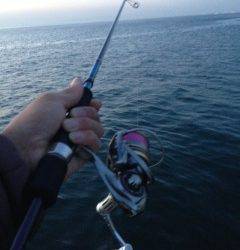 小島周辺 エギングでアオリイカの釣果