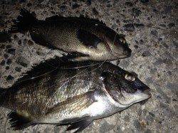 芦屋浜 2時間の電気ウキ釣りでグレとチヌの釣果