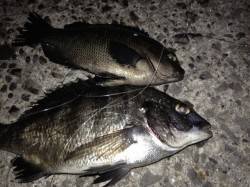 芦屋浜 2時間の電気ウキ釣りでグレとチヌの…