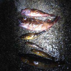 明石港にて胴付でアブラメ・ガシラ、日没後はメバル狙いで浮き釣り