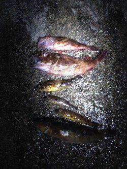 明石港にて胴付でアブラメ・ガシラ、日没後はメバル狙いで浮き釣り