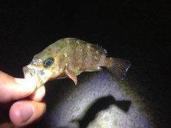 鯵を求め岬町付近をランガンするも・・・泉南でメバルのみでした