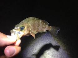 鯵を求め岬町付近をランガンするも・・・泉南…