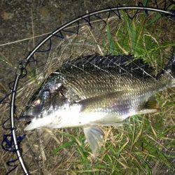 大阪南港でバチ抜けシーバス5投で2尾ゲット！ SLKで47㎝のキビレも♪