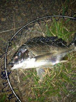 大阪南港でバチ抜けシーバス5投で2尾ゲット！ SLKで47㎝のキビレも♪