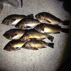 りんくうでのメバリング釣果〜メバル最盛期！