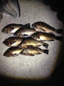 りんくうでのメバリング釣果〜メバル最盛期！