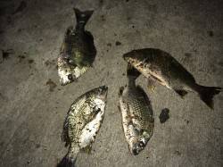 ライトタックルでキビレ4枚、住吉川河口付近…