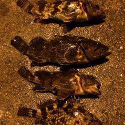 運河でメバリング、腹パンのタケノコメバルとガシラの釣果