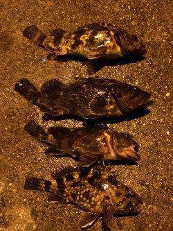 運河でメバリング、腹パンのタケノコメバルとガシラの釣果