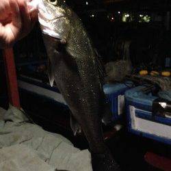 バチ抜けの状況を見に岸和田へ、ワームで通すとすぐ釣れました