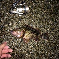 鳥取ノ荘メバリング、湾内でライズが多く2~3投ですぐヒット！