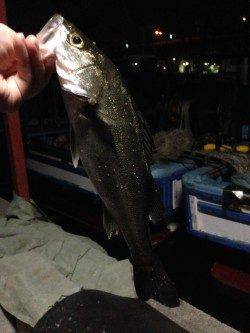 バチ抜けの状況を見に岸和田へ、ワームで通すとすぐ釣れました