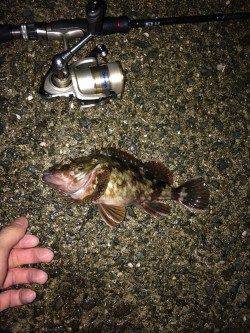 鳥取ノ荘メバリング、湾内でライズが多く2~3投ですぐヒット！