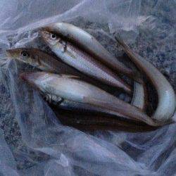 夕方の2時間だけ貝塚人工島に投げ釣りへ、本命キス8匹に満足