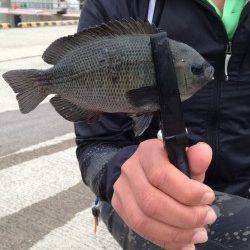 胴付き+ワームでアタリ多発！ 北公園でメバル・グレなど五目釣り