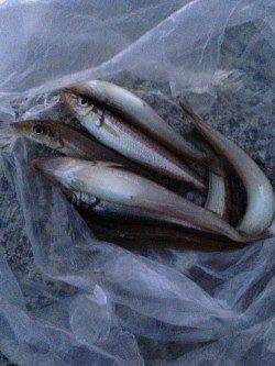 夕方の2時間だけ貝塚人工島に投げ釣りへ、本命キス8匹に満足