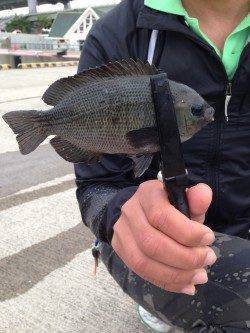 胴付き+ワームでアタリ多発！ 北公園でメバル・グレなど五目釣り